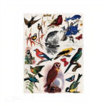 CADENCE DECOUPAGE RICE PAPER A4 - 048