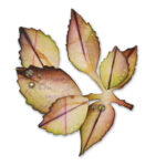 SIZZIX BIGZ CUTTING DIES - ARBOR