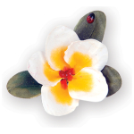 SIZZIX THINLITS CUT DIES - FLOWER, PLUMERIA