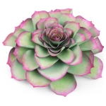 SIZZIX FRAMELITS CUT DIES - LARGE SUCCULENT