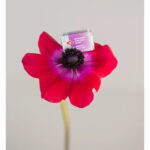 LENINGRAD WATERCOLOR PAINT 2.5 ML. - MANGANESE VIOLET LIGHT - Image 2