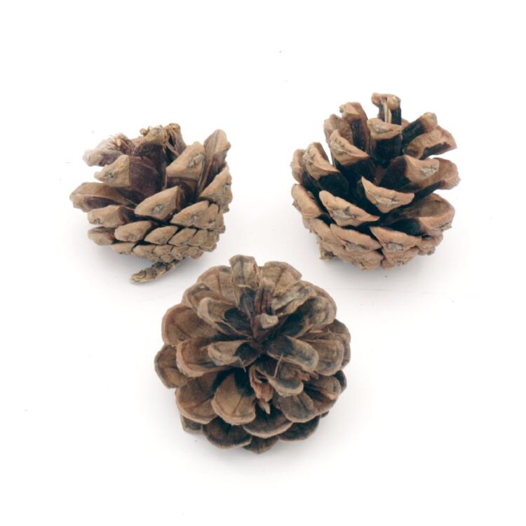 CREATIV DECURATION CONES D: 40 MM - Image 1